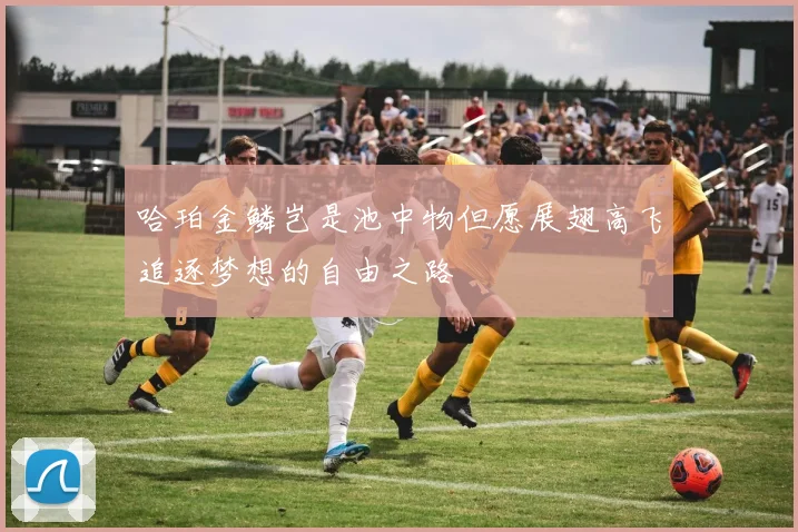哈珀金鳞岂是池中物但愿展翅高飞追逐梦想的自由之路